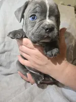 Judea, a male Boston Terrier and French Bulldog for sale in Birch Run, MI – Photo 2 of 6