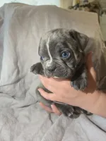 Judea, a male Boston Terrier and French Bulldog for sale in Birch Run, MI – Photo 6 of 6