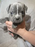 Judea, a male Boston Terrier and French Bulldog for sale in Birch Run, MI – Photo 3 of 6