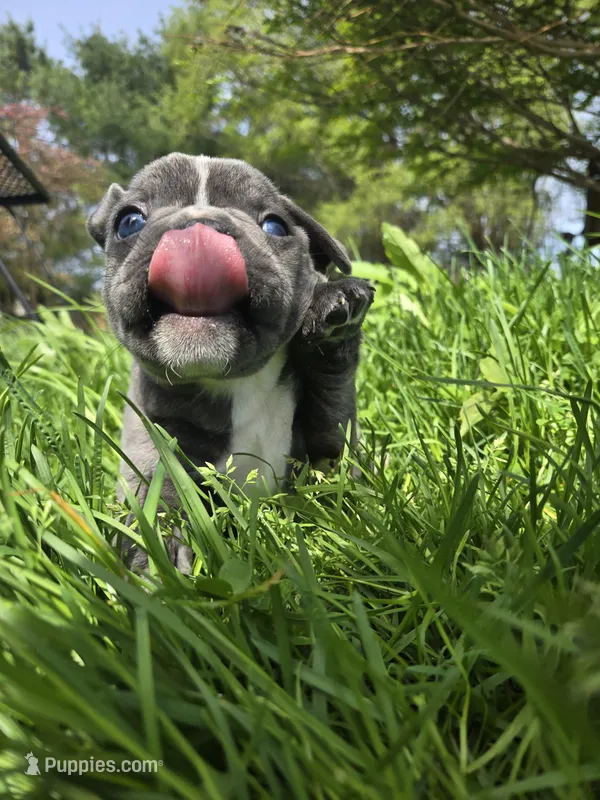 Judea – Boston Terrier, French Bulldog puppy for sale in Birch Run, MI