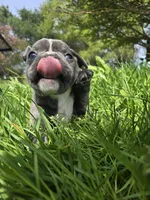 Judea, a male Boston Terrier and French Bulldog for sale in Birch Run, MI – Photo 1 of 6