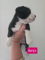 Barq’s, a female Boston Terrier and Pembroke Welsh Corgi for sale in Birch Run, MI – 1 of 5