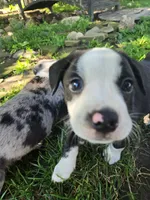 Chin-Chin(SOLD), a male Boston Terrier and Pembroke Welsh Corgi for sale in Birch Run, MI – Photo 5 of 9