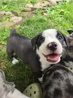 Chin-Chin(SOLD), a male Boston Terrier and Pembroke Welsh Corgi for sale in Birch Run, MI – Photo 9 of 9