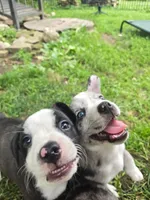 Chin-Chin(SOLD), a male Boston Terrier and Pembroke Welsh Corgi for sale in Birch Run, MI – Photo 3 of 9