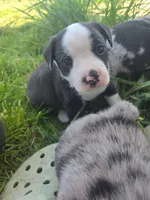 Chin-Chin(SOLD), a male Boston Terrier and Pembroke Welsh Corgi for sale in Birch Run, MI – Photo 7 of 9