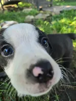 Chin-Chin(SOLD), a male Boston Terrier and Pembroke Welsh Corgi for sale in Birch Run, MI – Photo 4 of 9