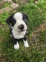 Chin-Chin(SOLD), a male Boston Terrier and Pembroke Welsh Corgi for sale in Birch Run, MI – Photo 8 of 9