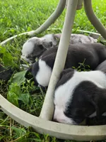 Chin-Chin(SOLD), a male Boston Terrier and Pembroke Welsh Corgi for sale in Birch Run, MI – Photo 6 of 9