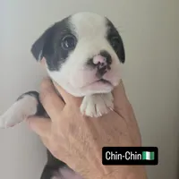 Chin-Chin(SOLD), a male Boston Terrier and Pembroke Welsh Corgi for sale in Birch Run, MI – Photo 2 of 9