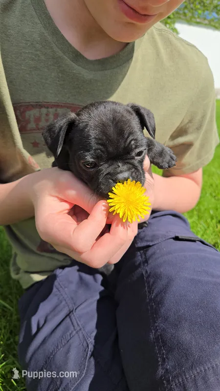 Gimlet – Boston Terrier, French Bulldog puppy for sale in Birch Run, MI