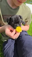 Gimlet, a male Boston Terrier and French Bulldog for sale in Birch Run, MI – 1 of 8