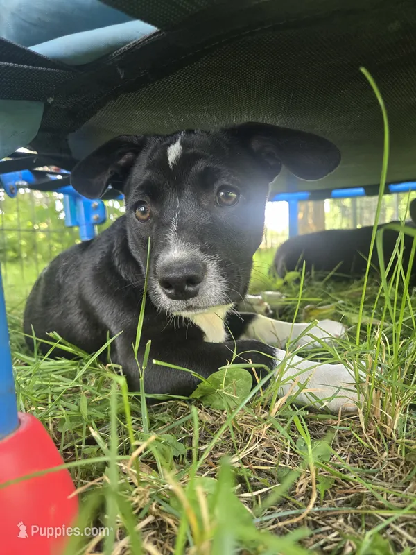 R.C. Cola – Boston Terrier, Pembroke Welsh Corgi puppy for sale in Birch Run, MI