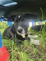 R.C. Cola, a female Boston Terrier and Pembroke Welsh Corgi for sale in Birch Run, MI – 3 of 10