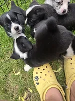 Pepsi, a female Boston Terrier and Pembroke Welsh Corgi for sale in Birch Run, MI – 7 of 10
