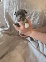 Mojito , a male Boston Terrier and French Bulldog for sale in Birch Run, MI – 7 of 7