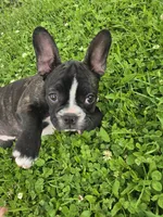 Manhattan , a female Frenchton for sale in Birch Run, MI – 4 of 9