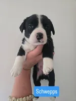 Schwepps , a male Boston Terrier and Pembroke Welsh Corgi for sale in Birch Run, MI – 5 of 10