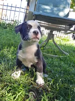 Jaffa SOLD, a female Boston Terrier and Pembroke Welsh Corgi for sale in Birch Run, MI – Photo 4 of 6