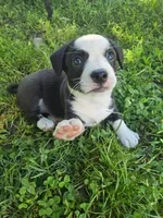 Jaffa SOLD, a female Boston Terrier and Pembroke Welsh Corgi for sale in Birch Run, MI – Photo 6 of 6