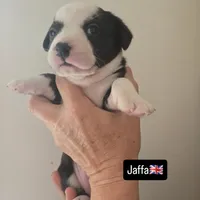 Jaffa SOLD, a female Boston Terrier and Pembroke Welsh Corgi for sale in Birch Run, MI – Photo 2 of 6