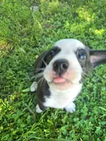 Jaffa SOLD, a female Boston Terrier and Pembroke Welsh Corgi for sale in Birch Run, MI – Photo 5 of 6