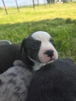 Jaffa SOLD, a female Boston Terrier and Pembroke Welsh Corgi for sale in Birch Run, MI – Photo 3 of 6