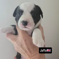 Jaffa SOLD, a female Boston Terrier and Pembroke Welsh Corgi for sale in Birch Run, MI – Photo 1 of 6