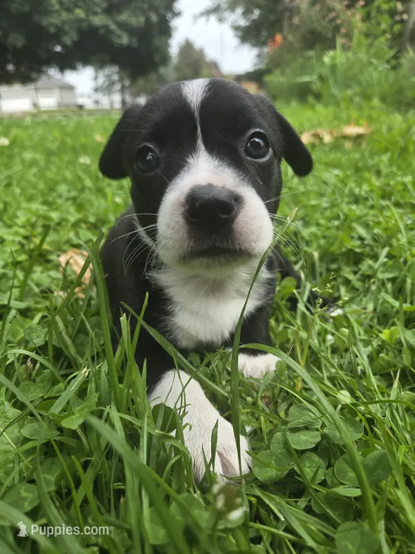 Pepsi – Boston Terrier, Pembroke Welsh Corgi puppy for sale in Birch Run, MI