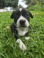 Pepsi, a female Boston Terrier and Pembroke Welsh Corgi for sale in Birch Run, MI – 1 of 10