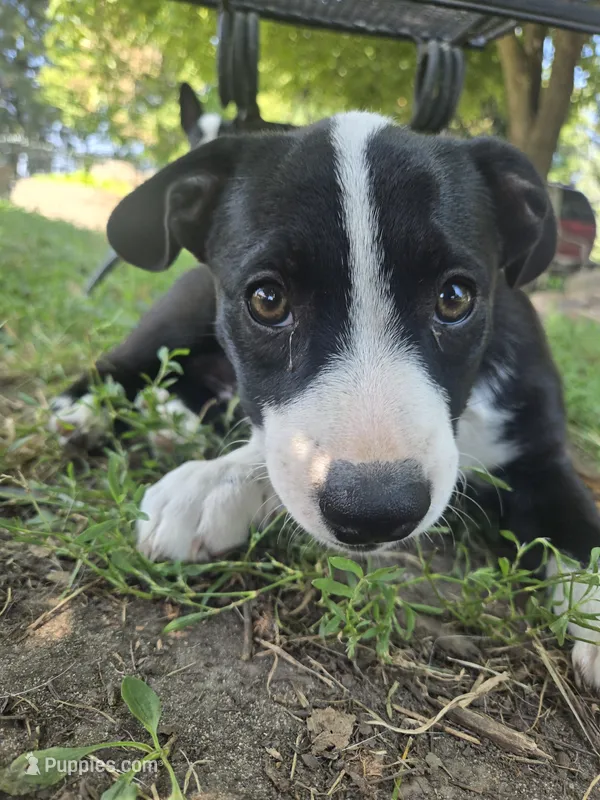 Schwepps  – Boston Terrier, Pembroke Welsh Corgi puppy for sale in Birch Run, MI