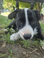 Schweppes, a male Boston Terrier and Pembroke Welsh Corgi for sale in Birch Run, MI – 6 of 10