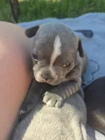 Providence , a female Frenchton for sale in Birch Run, MI – 4 of 6