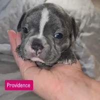 Providence , a female Frenchton for sale in Birch Run, MI – 5 of 6