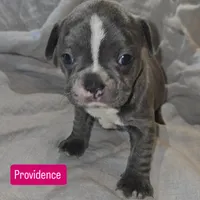 Providence , a female Frenchton for sale in Birch Run, MI – 6 of 6