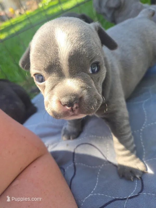 Providence  – Frenchton puppy for sale in Birch Run, MI