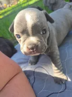 Providence , a female Frenchton for sale in Birch Run, MI – 1 of 6