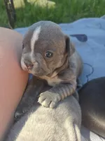 Providence , a female Frenchton for sale in Birch Run, MI – 3 of 6
