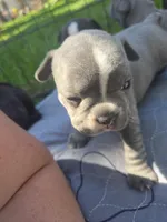Providence , a female Frenchton for sale in Birch Run, MI – 2 of 6