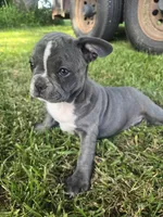Providence , a female Frenchton for sale in Birch Run, MI – 6 of 10