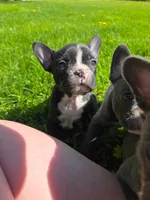Manhattan , a female Frenchton for sale in Birch Run, MI – 2 of 7