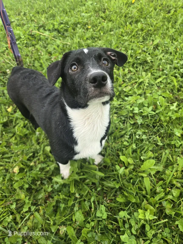R.C. Cola – Boston Terrier, Pembroke Welsh Corgi puppy for sale in Birch Run, MI