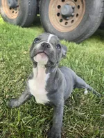 Providence , a female Frenchton for sale in Birch Run, MI – 1 of 10