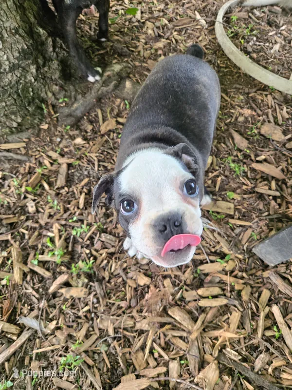 Lazarus – Boston Terrier, French Bulldog puppy for sale in Birch Run, MI