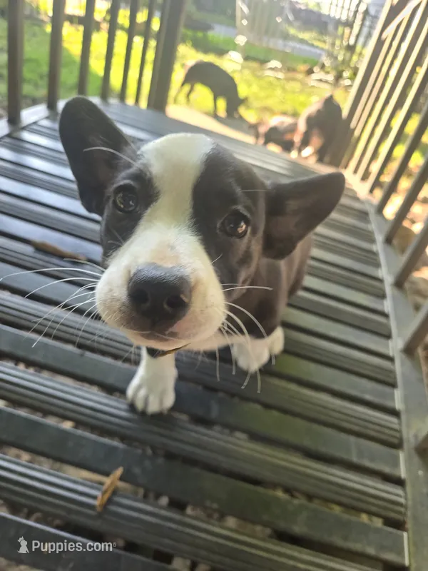 Barq’s – Boston Terrier, Pembroke Welsh Corgi puppy for sale in Birch Run, MI