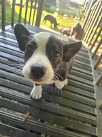 Barq’s, a female Boston Terrier and Pembroke Welsh Corgi for sale in Birch Run, MI – 4 of 10