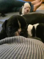 Tack, a male Frenchton for sale in Birch Run, MI – Photo 4 of 8