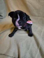 Tack, a male Frenchton for sale in Birch Run, MI – Photo 1 of 8