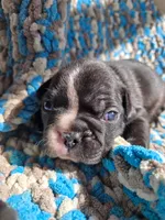 Tack, a male Frenchton for sale in Birch Run, MI – Photo 7 of 8