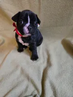 Tack, a male Frenchton for sale in Birch Run, MI – Photo 2 of 8